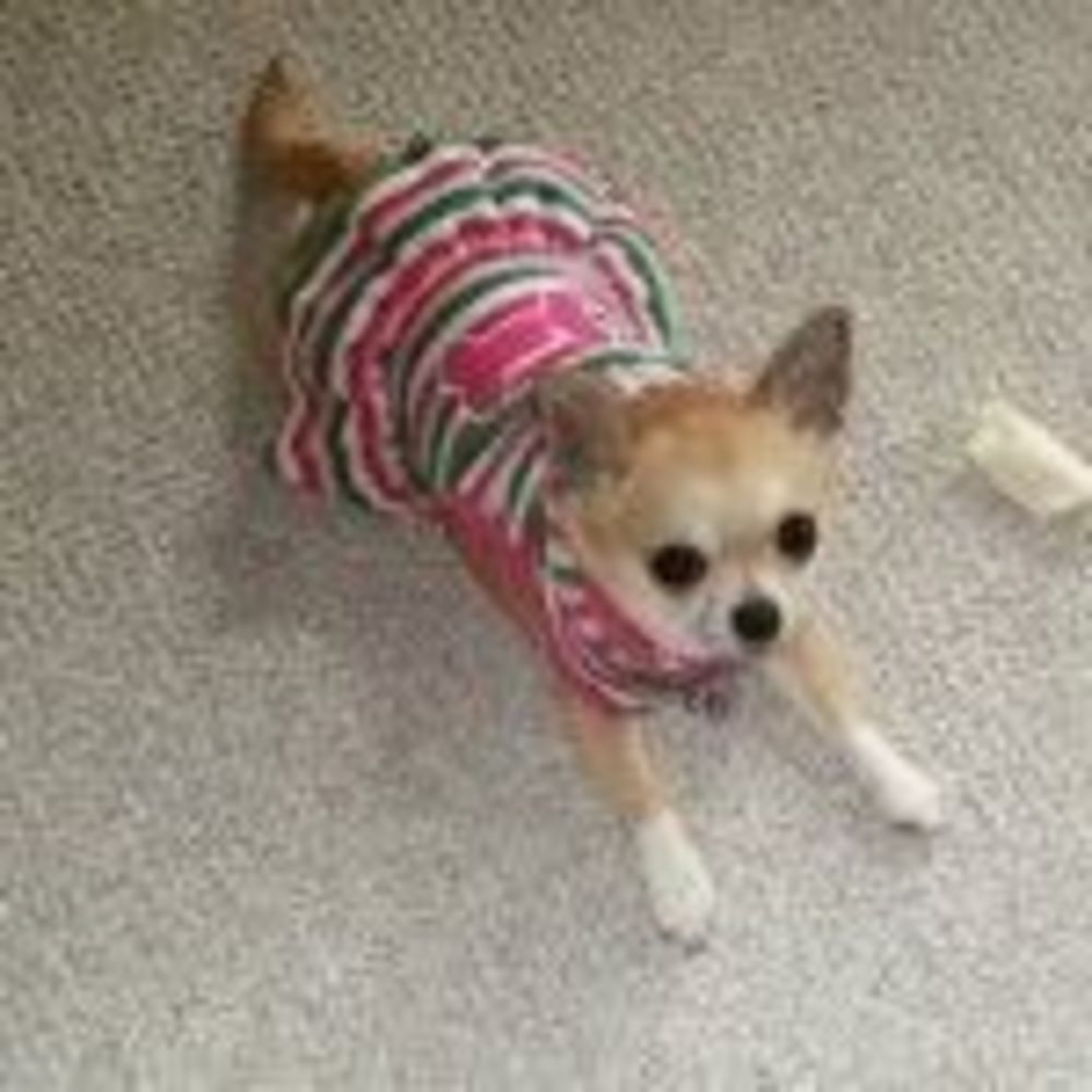 Meet your Posher, Patti